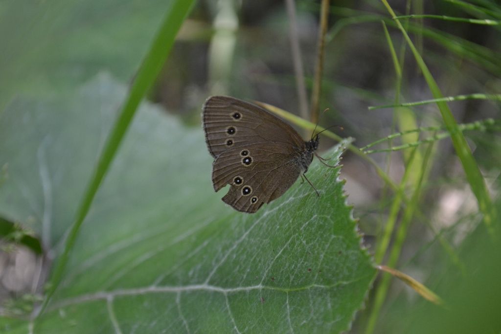 Aphantopus hyperantus?